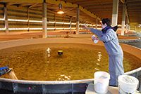 Conservatoire du saumon sauvage et haute vallée de l’Allier