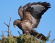 A la rencontre de la faune sauvage du sud Ardèche