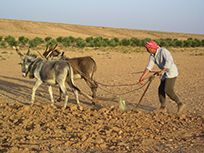 La domestication végétale ou les débuts de l’agriculture.