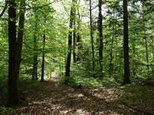 Forêt des monts d’Ardèche : la Gravenne de Montpezat.