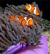 Symbioses : ne plus se passer de l’autre, et réciproquement
