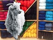 Le long chemin, de la chèvre angora, de Salavas au fil mohair.