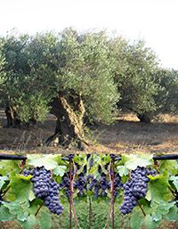La deuxième vague de domestication végétale au Proche-Orient : l’histoire de la vigne et de l’olivier