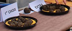 La truffe, mythes et réalités