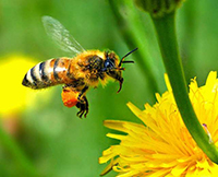 La vie des abeilles ( 1ère partie )