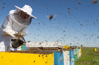 La vie des abeilles ( 2ème partie): l’apiculture