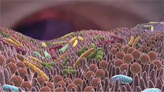 Le microbiote intestinal