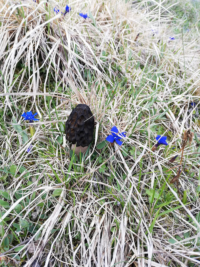 Les morilles, une diversité bien cachée.