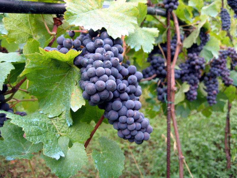 Histoire archéo-botanique de la domestication de la vigne